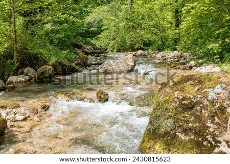 A mountain river in a wooded area, trees and fast flowing water. rocks and water