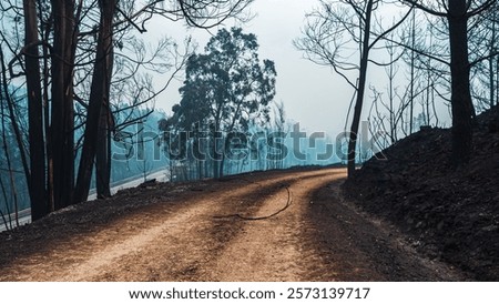 A mountain road through the trees after wildfire in Pedrogao Grande, Portugal