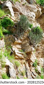 Mountain Rock With Green Grass At Aravalli Range