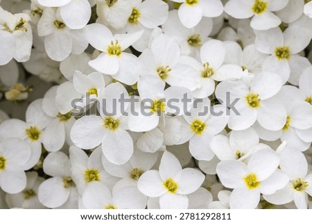 Mountain saxifrage, saxifrage flowers with a white solid background. colorful flower macro photo. background for computer and smartphone screens.