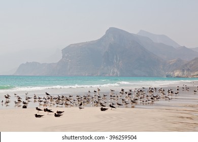 The Mountain And Sea Seagull Full  In Oman Coastline Of Salalah 