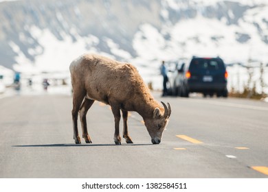 Mountain Sheep Crossing The Main Road, Icefields Parkway, Jasper National Park, Travel Alberta, Canadian Rockies, Wildlife, Canada, Holiday, Experience