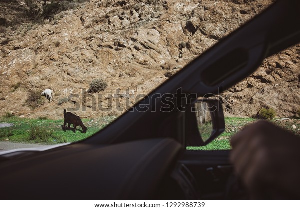 Mountain sheep on the\
road