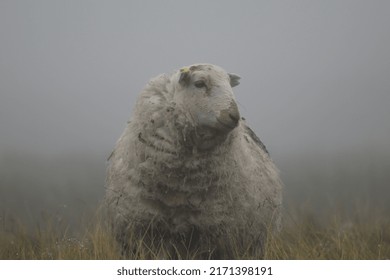 Mountain Sheep In The Steep Of Snowdonia 1