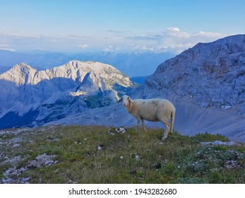 Mountain Sheep Under The Peak Of Mount Triglav In Slovenia