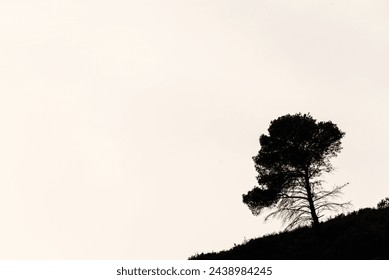 Mountain Silhouette: Pine Tree Silhouette Against Overexposed Sky.A lone pine tree stands in silhouette against the overexposed sky atop  blank white space