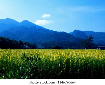 Mountain sky and tree