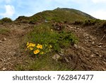 mountain stone path with small yellow flowers