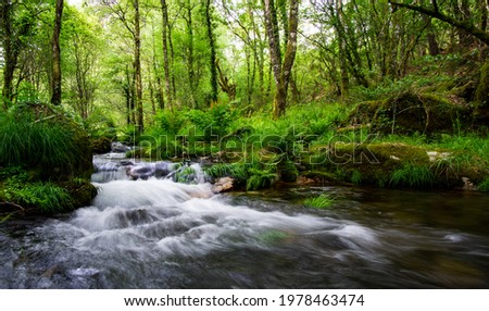 mountain stream bed rushing through lush green vegetation in springtime