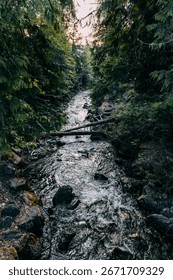 Mountain Stream Flowing Through Dense Green Forest