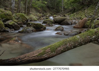 A mountain stream flowing through a dense forest