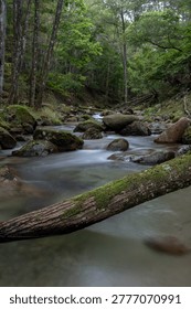 A mountain stream flowing through a dense forest
