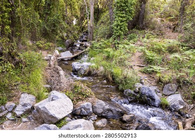 Mountain stream flowing through a lush forest with rocks, ferns and clear freshwater in Cyprus. Peaceful natural landscape in the Troodos Mountains.