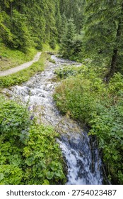 A mountain stream forms a small waterfall next to a dirt hiking trail surrounded by lush green vegetation and spruce trees. Perfect for outdoor travel concepts.