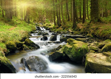 Mountain stream in green forest at spring time 