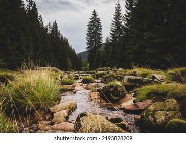 Mountain Stream IZERA In The Middle Of Woods And Trees, Czech Republic.