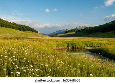 A mountain stream in a mountain meadow