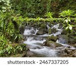 A mountain stream on the Vermont Nature Trail on the island of St Vincent, Caribbean. Taken with a slow shutter speed to give soft focus bokeh in diffuse light against lush rain forest vegetation.