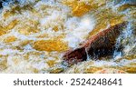 Mountain Stream Rapids, Nature