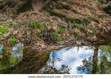 Mountain stream in the roots of a plane tree