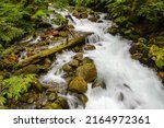 Mountain stream in the Washington Cascades crashes through evergreen trees and over a rocky stream bed and between moss covered boulders
