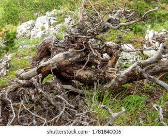 Mountain Subalpine Meadows With Vegetation And Dead Woody Vegetation.