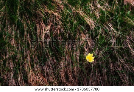 Similar – Image, Stock Photo Tulip in Winter Flower