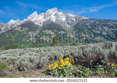 Mountain Sunflowers at the base of Grand Teton Mountain