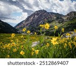 Mountain Sunflowers on a Cloudy Day