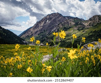 Mountain Sunflowers on a Cloudy Day - Powered by Shutterstock