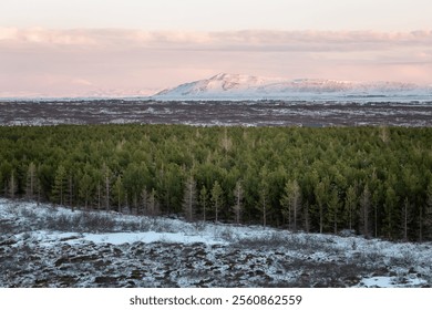 Mountain surrounded by pine trees and a snow covered foreground. Photo taken in Iceland on a cloudy day during winter