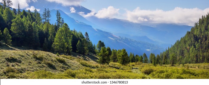 Mountain Taiga, Summer Landscape