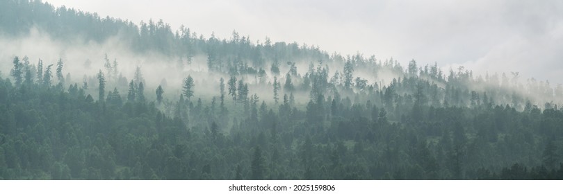 Mountain taiga, a wild place in Siberia. Coniferous forest, morning fog, panoramic view.