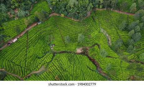 Mountain Tea View On Top Drone