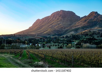 A mountain towering over vineyards at sunset in the Stellenbosch region near Cape Town, South Africa