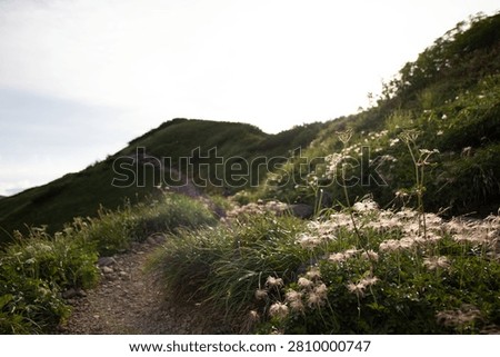 Mountain trail lined with feathery white wildflowers