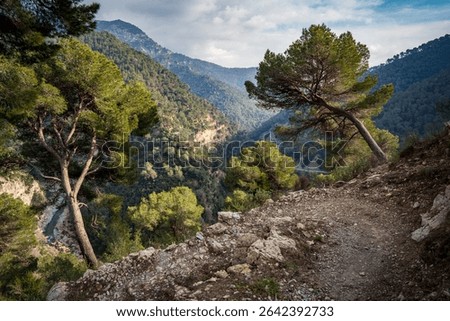 Mountain Trail Through Pine Forest: Serene Hiking Path Overlooking The Lush Slopes Of The Roya Valley In Southern France