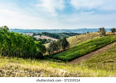  Mountain   tree