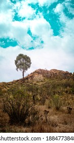 mountain with a tree at the top