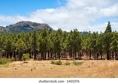 Mountain and trees