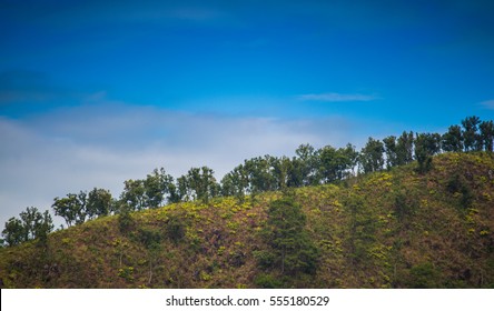 the mountain and trees