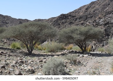 Mountain Trees