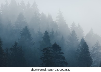 
Mountain Trees In The Fog