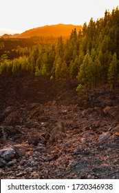 Mountain with trees and sunset
