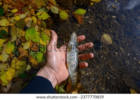 Mountain trout caught in autumn. Red spotted trout. Salmo macrostigma. Mediterranean trout.