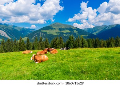 Mountain valley with cows in village landscape in Zillertal Alps . Mountain green valley village view austria near gerlos