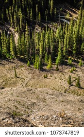 Mountain Valley Evergreen Treeline