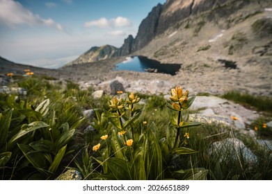 Mountain valley full of Wahlenbergovo lake and blooming flowers and a sidewalk leading to the valley. High Tatras national park , Furkotska dolina, Slovakia landscape.