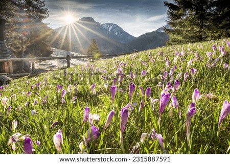 The mountain valley is kissed by the first rays of sunrise, illuminating the blooming crocuses and creating a picturesque scene.