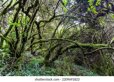 Mountain Vegetation With Its Branches Covered With Moss